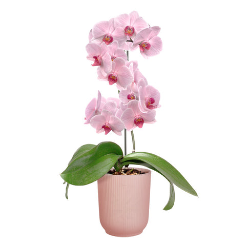 Orkidépotte høy rosa transparent 12,5cm, Vibes Fold