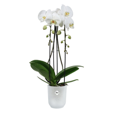 Orkidépotte høy transparent 12,5cm, Vibes Fold