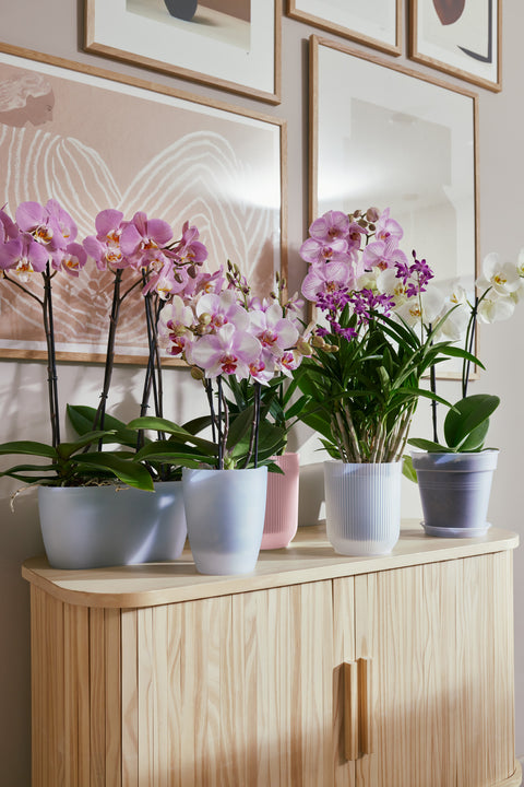 Orkidépotte høy rosa transparent 12,5cm, Vibes Fold